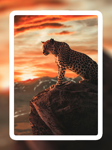 Screenshot of Lion Wallpapers HD - EpicWalls