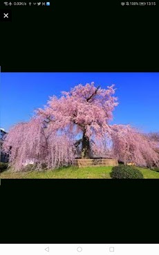 桜マップのおすすめ画像4