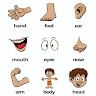 80 languages Kids body parts learning game & audio