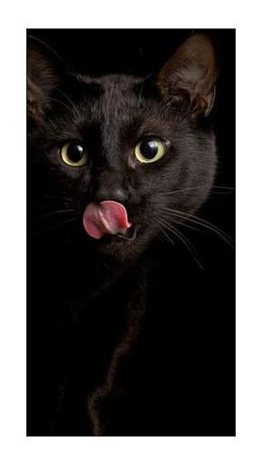 Black Cat Wallaper