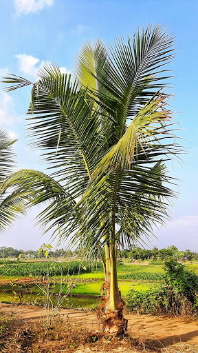 Coconut Tree Wallpaper
