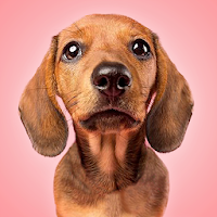 話す犬 Androidアプリ Applion