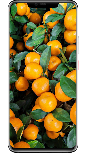 Oranges Wallpapers Screen 2