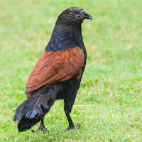 Greater coucal bird sounds