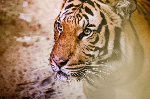 Tiger wallpapers