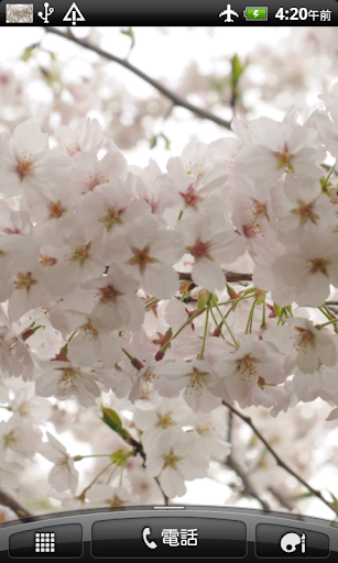 Android application 桜の花　壁紙 screenshort