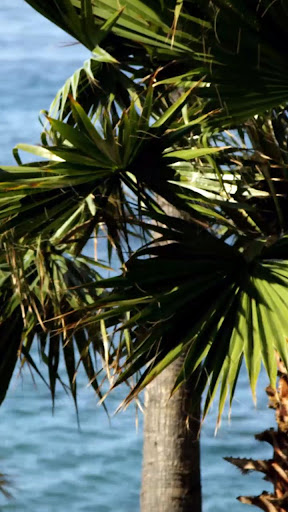 Android application beach palm tree wallpaper screenshort