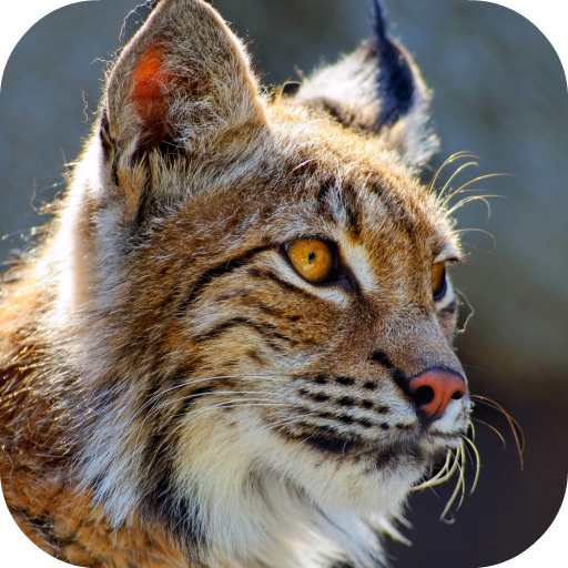 Bobcat Sounds logo