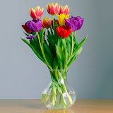 Colorful Tulips Wallpapers icon