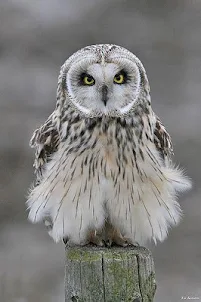 Owl Wallpapers HD