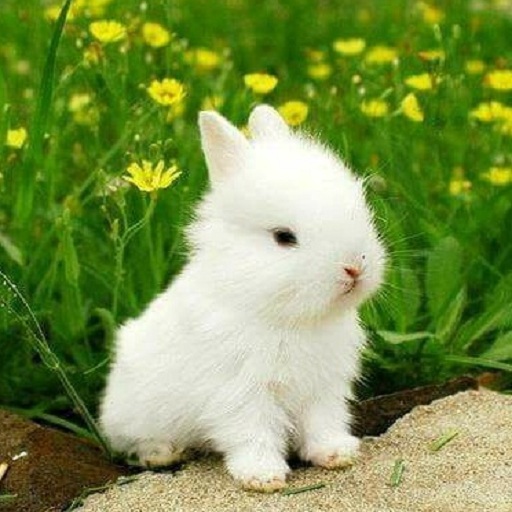 Little Bunnies Screen 2
