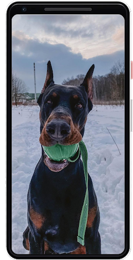 Doberman Wallpapers