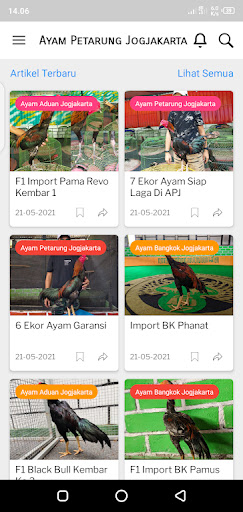 Ayam Petarung Jogjakarta