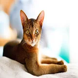 Abyssinian Live Wallpaper icon