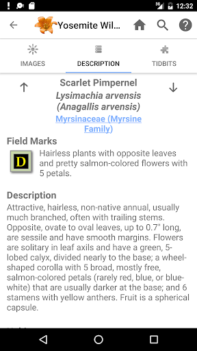 Screenshot of Yosemite Wildflowers
