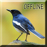 Suara Burung Kacer Gacor mp3 icon