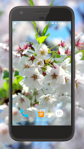 Cherry Blossom Video Theme HD Screen 2