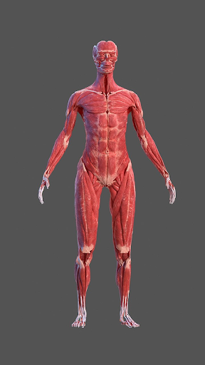 Human Anatomy: Female 3D Screen 3