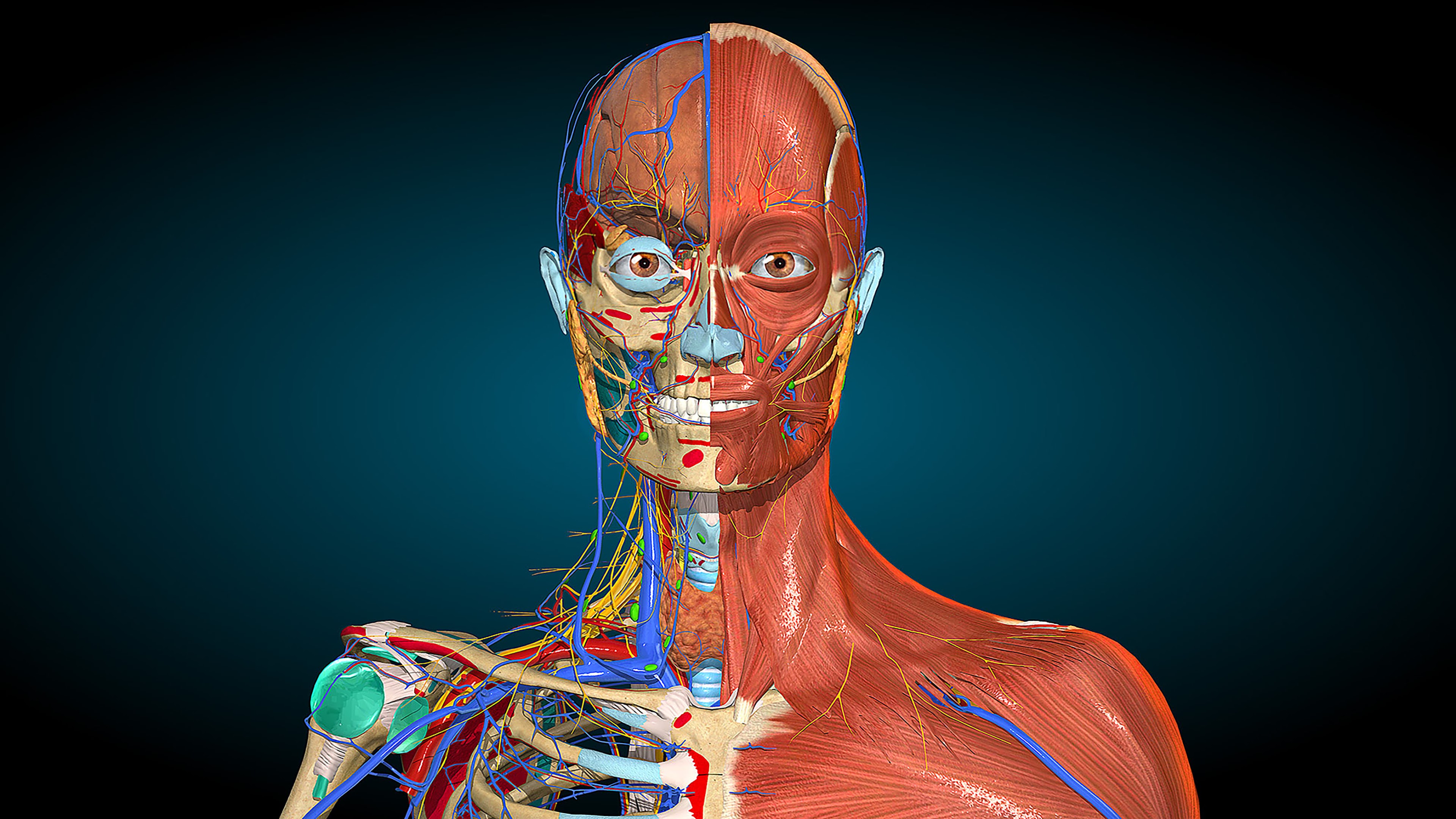 Анатомия человека 1. 3d атлас анатомии человека. Анатомический атлас человека 3d. Анатомия человека внутренние органы 3д атлас.