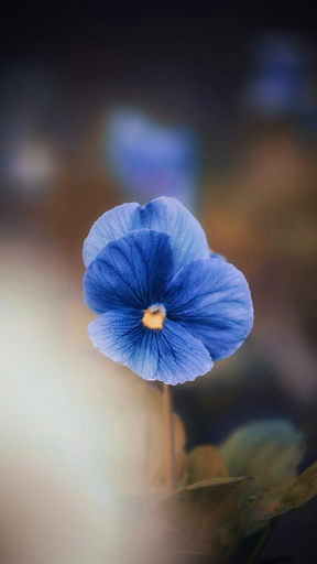 Pansy Wallpaper ekran görüntüsü