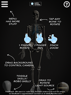 Skelly: Poseable Anatomy Model 8