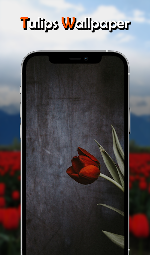 Tulips Flowers Wallpapers HD Screen 2