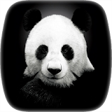 Panda Video Wallpaper icon