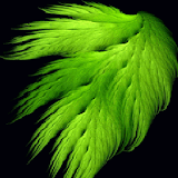 Green Feather Wind LWP icon