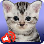 Cover Image of 下载 Cat sounds 1.1 APK