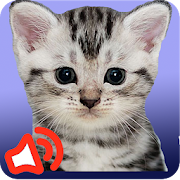 Cat sounds  Icon