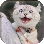Cover Image of डाउनलोड Funny CATS Wallpapers  APK