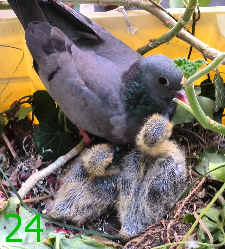 Download Bebes Pigeons Free For Android Bebes Pigeons Apk Download Steprimo Com