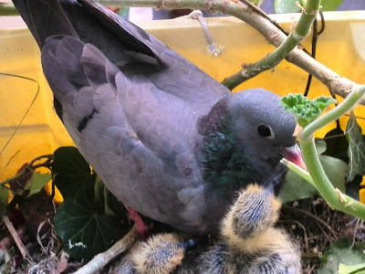 [10000 impressions √] bébé pigeon mignon 200094