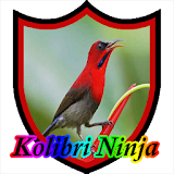 Master Kicau Kolibri Ninja icon