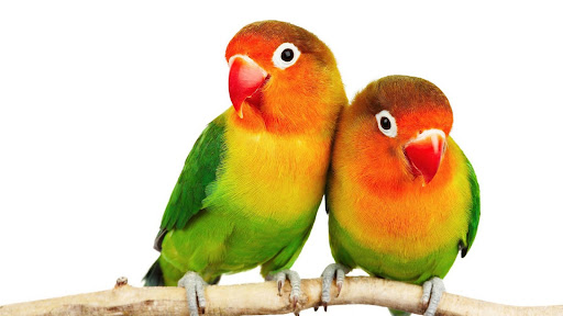 Lovebird Wallpaper Screen 2