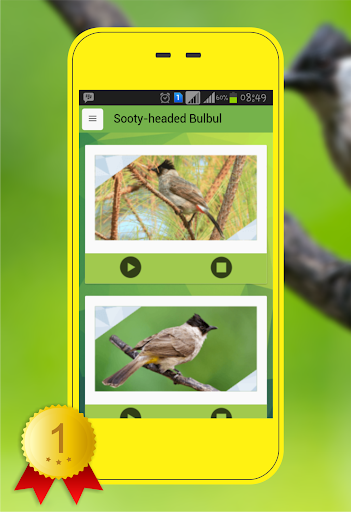 Android application Sooty-headed Bulbul screenshort