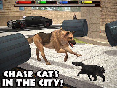 Playing chase with your dog just got better 🐾, pet, house cat, dog
