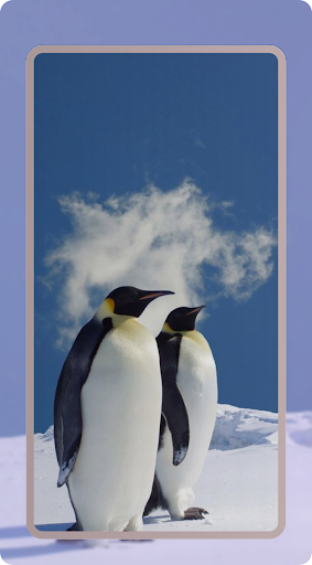 Download Cute Penguin Wallpaper Free for Android - Cute Penguin Wallpaper  APK Download 