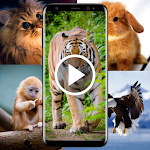 Cover Image of Download Animal Video Live Wallpaper  APK