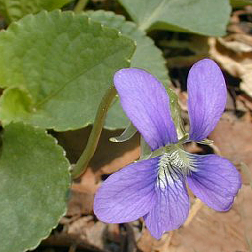 Illinois Wildflowers logo