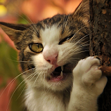 funny cat backgrounds icon