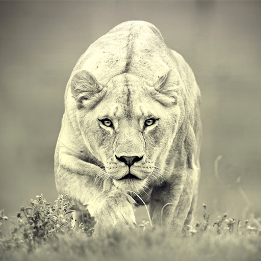 Predatory Animal Wallpapers logo