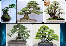 様々な盆栽植物のおすすめ画像4