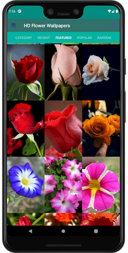 Beautiful Flower Wallpapers