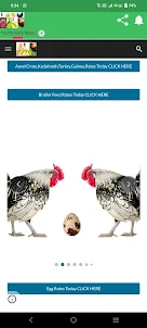 Poultry Daily Rates