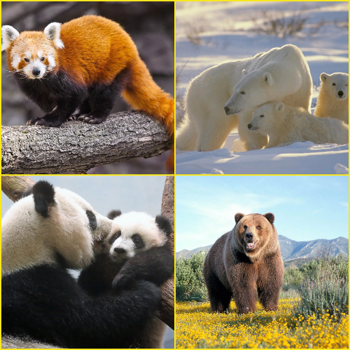 Brown Bear, Panda, Polar Bear, Red Panda Wallpaper