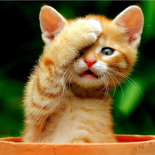 Cute Cat Wallpaper HD logo