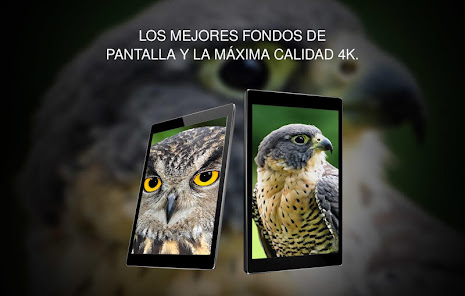 Imágen 11 Fondos 4K con pájaros android