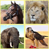 Animal Sounds - Animals for Kids