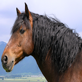 Top 20 Horse Breeds icon